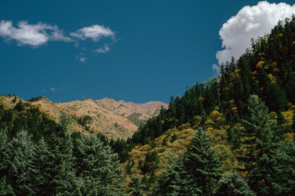 Breathtaking view of a mountain landscape with lush green pines and clear blue sky.